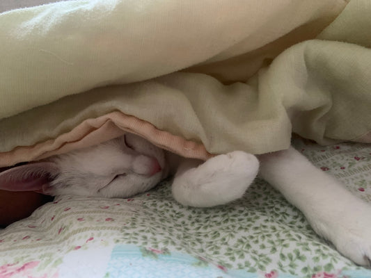 a white cat sleeping under a blanket on a bed