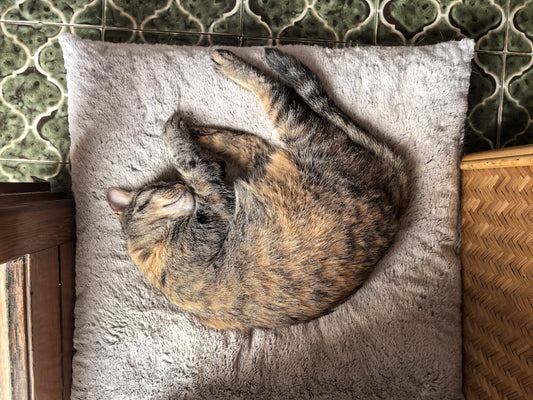 A cat curled up sleeping on a soft cushion.